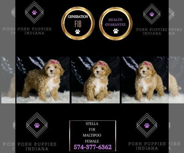 Medium Photo #13 Maltipoo (Miniature) Puppy For Sale in WARSAW, IN, USA