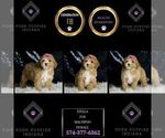 Small Photo #13 Maltipoo (Miniature) Puppy For Sale in WARSAW, IN, USA