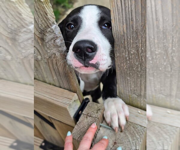Medium Photo #7 American Staffordshire Terrier-Great Dane Mix Puppy For Sale in Germantown, OH, USA