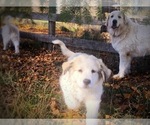 Small Photo #9 Great Pyrenees Puppy For Sale in YELM, WA, USA