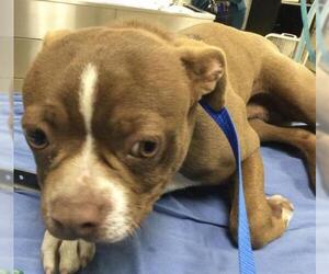 Boston Terrier Dogs for adoption in Riverside, CA, USA