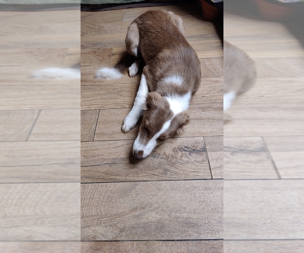 Medium Photo #4 Border Collie Puppy For Sale in GALLATIN, TN, USA
