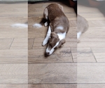 Puppy Puppy 2 Border Collie