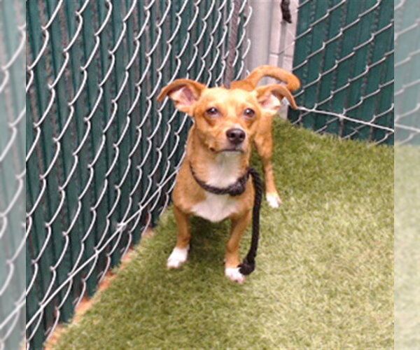 Medium Photo #1 Chihuahua Puppy For Sale in Downey, CA, USA