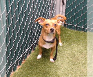 Chihuahua Dogs for adoption in Downey, CA, USA