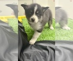 Small Photo #43 Pomsky-Shiba Inu Mix Puppy For Sale in NASHUA, NH, USA