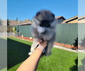Pomeranian Puppy for sale in STKN, CA, USA