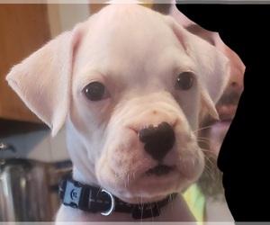 Boxer Puppy for sale in GALESBURG, IL, USA