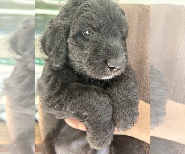 Medium Photo #48 Aussiedoodle Puppy For Sale in LONGWOOD, FL, USA