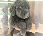 Small Photo #48 Aussiedoodle Puppy For Sale in LONGWOOD, FL, USA
