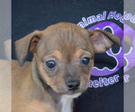 Small #5 Italian Greyhuahua