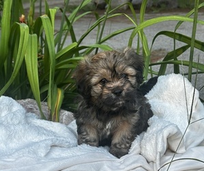 Cava-Tzu Puppy for Sale in NAPERVILLE, Illinois USA