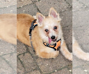 King - Male Chihuahua Dog for Adoption - Photo #5