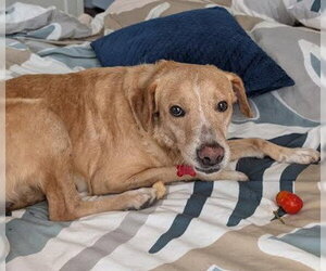 Golden Labrador Dogs for adoption in San Diego, CA, USA