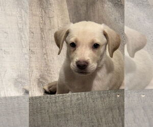 Medium Labrador Retriever Mix