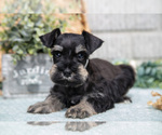 Small Photo #14 Schnauzer (Miniature) Puppy For Sale in BALTIC, OH, USA