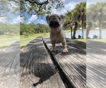 Small Photo #3 French Bulldog Puppy For Sale in LAUD LAKES, FL, USA