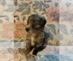 Small #10 Aussiedoodle Miniature 