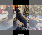 Small #2 Australian Cattle Dog
