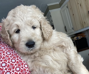 Goldendoodle (Miniature) Puppy for Sale in SALEM, New Hampshire USA