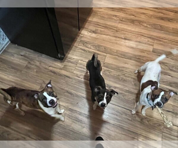 Medium Photo #8 Boston Huahua Puppy For Sale in Springdale, PA, USA