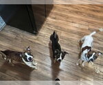 Small #7 Boston Huahua