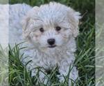 Small #2 Maltipoo (Miniature)