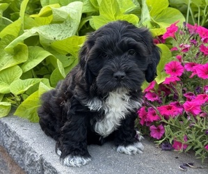 Lhasapoo Puppy for sale in CANOGA, NY, USA