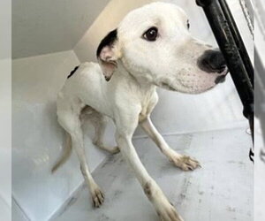 Argentinian Mastiff Dogs for adoption in Houston, TX, USA