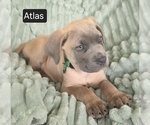 Small #9 Cane Corso