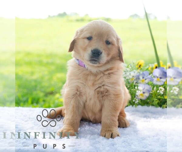 Medium Photo #5 Golden Retriever Puppy For Sale in NEWPORT, PA, USA