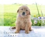 Small #4 Golden Retriever