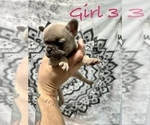 Puppy Girl 3 French Bulldog
