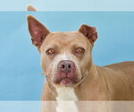 Small American Pit Bull Terrier
