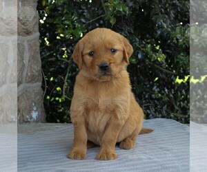 Golden Retriever Puppy for sale in NARVON, PA, USA