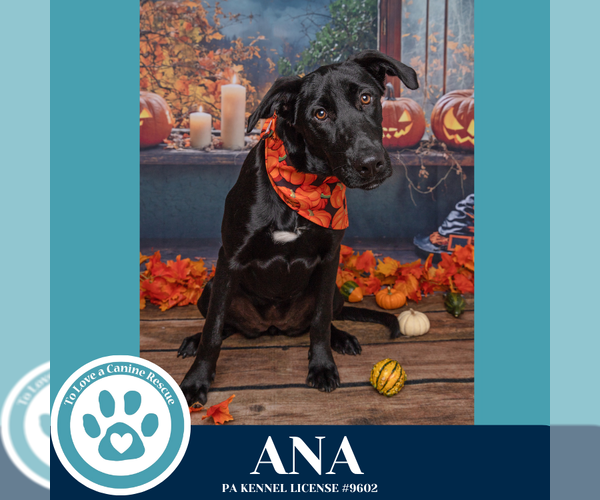 Medium Photo #11 Labrador Retriever-Unknown Mix Puppy For Sale in Kimberton, PA, USA