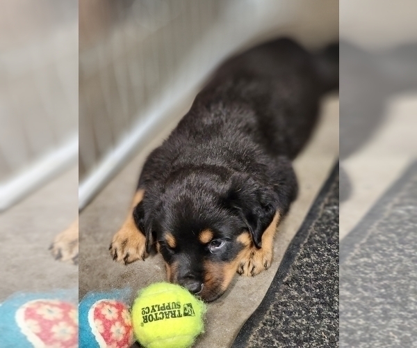 Medium Photo #5 Rottweiler Puppy For Sale in GREENFIELD, IN, USA