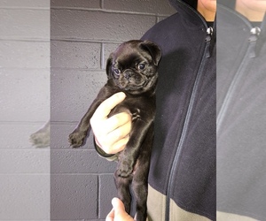 Pug Puppy for sale in CENTRAL POINT, OR, USA