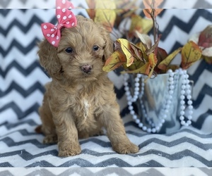 Cocker Spaniel-Poodle (Miniature) Mix Puppy for sale in CEDAR LANE, PA, USA