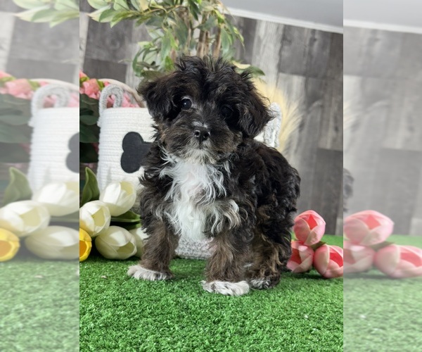 Medium Photo #4 YorkiePoo Puppy For Sale in CANOGA, NY, USA