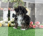 Small #3 YorkiePoo