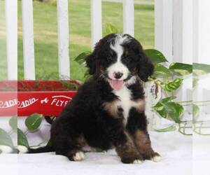 Bernedoodle Puppy for sale in COLUMBIA, PA, USA