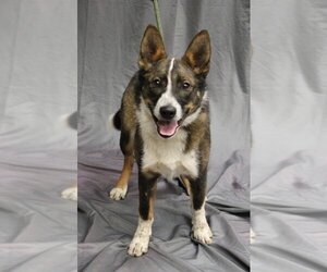 Collie Dogs for adoption in Leonardtown, MD, USA