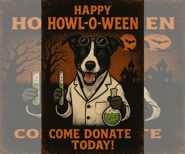 Medium Photo #11 Collie-Labrador Retriever Mix Puppy For Sale in Bryant, AR, USA