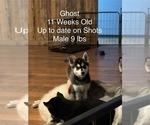 Puppy Ghost Pomsky