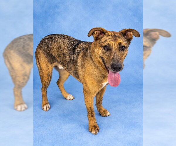 Medium Photo #1 Catahoula Leopard Dog-Unknown Mix Puppy For Sale in Westminster, MD, USA