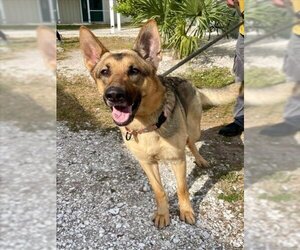 German Shepherd Dog Dogs for adoption in Naples, FL, USA