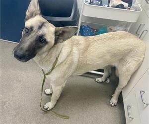Anatolian Shepherd-Unknown Mix Dogs for adoption in HESPERIA, CA, USA
