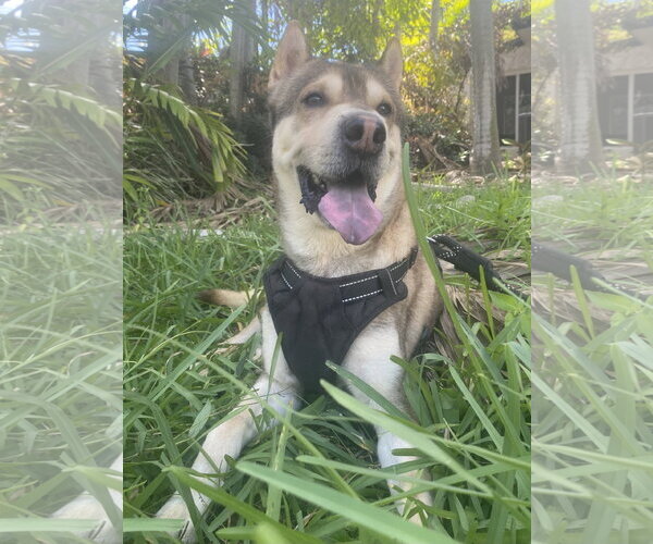 Medium Photo #3 Chow Chow-Siberian Husky Mix Puppy For Sale in Miami, FL, USA