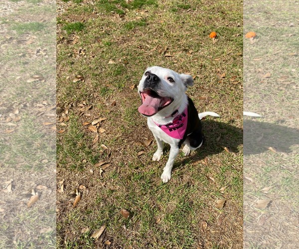 Medium Photo #4 Australian Shepherd-Bull Terrier Mix Puppy For Sale in Oakhurst, NJ, USA